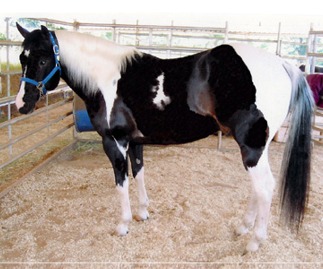 WAR DRUM JR - American Paint Horse